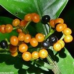 Psychotria racemosa Ffrwyth