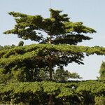 Terminalia ivorensis Yeri