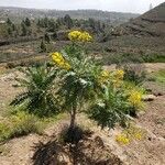 Sonchus canariensis Blüte