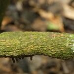 Strychnos aculeata Corteza