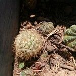 Echinocereus pectinatus Leaf