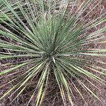 Yucca constricta 整株植物