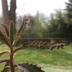 Kalanchoe daigremontiana ഇല