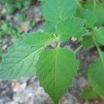 Solanum physalifolium Liść