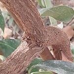 Acokanthera oppositifolia Bark