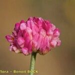 Dorycnopsis gerardi Květ