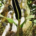 Elaphoglossum macropodium Folha