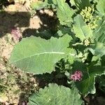Brassica napus Φύλλο