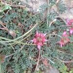 Hedysarum candidum Çiçek
