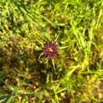 Tragopogon angustifolius 花
