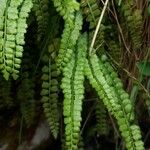 Asplenium viride Yaprak