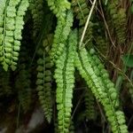 Asplenium viride Листок