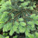 Picea morrisonicola Ліст