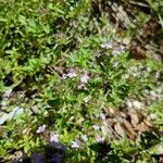 Thymus longicaulis ശീലം