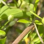 Clematis flammula Rinde