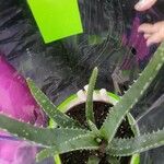 Aloe vera葉