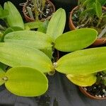 Guarianthe bowringiana Hoja