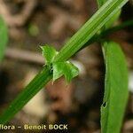 Vicia dumetorum Bark