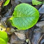 Trachystemon orientalis Deilen