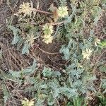 Astragalus miguelensis ফুল