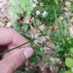 Sanicula europaea Flor