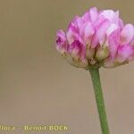 Dorycnopsis gerardi 花