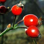 Rosa dumalis Fruit