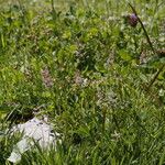 Agrostis stolonifera 花