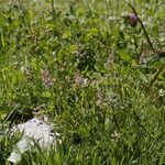 Agrostis stolonifera Kvet