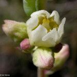 Heuchera cylindrica Fleur