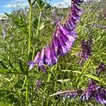 Vicia eriocarpa Blodyn