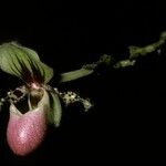 Paphiopedilum victoria-regina 花