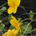 Waldsteinia ternata Çiçek
