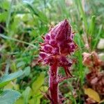 Orobanche minorफूल