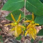 Hypericum grandifolium Žiedas