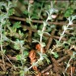 Aphanes australis Іншае