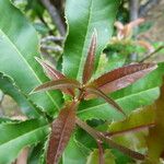Macadamia ternifolia Altul/Alta