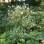 Valeriana officinalis Flower