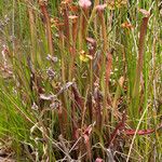 Sarracenia rubra Alkat (teljes növény)