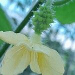 Cucumis metuliferus Цветок