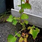 Lactuca muralis Leaf
