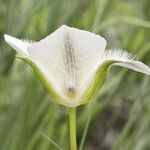 Calochortus apiculatus Floare