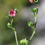 Cynoglossum pustulatum Máis