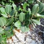Quercus rotundifolia Leaf