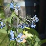 Cynoglossum amabile Λουλούδι