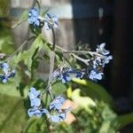 Cynoglossum amabile 花