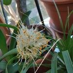 Haemanthus albiflos Floro