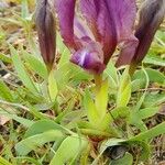 Iris pumila Цвят