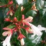 Abelia × grandiflora Цвят