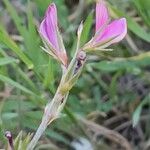 Onobrychis aequidentata 花